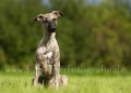 05 Windhund-Trio
